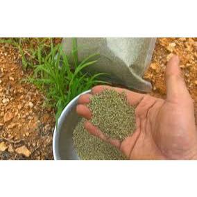 100g Hạt giống cỏ Mombasa Ghine - Cỏ sả lá lớn