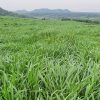 200g Hạt giống cỏ Ruzi - Cỏ sả chịu giẫm đạp