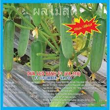 Hạt giống Dưa Leo Xanh F1 (VA.118) Chịu Nhiệt – 2gram, kháng bệnh tốt