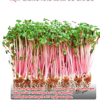 500g hạt giống rau mầm củ cải đỏ - giòn, ngọt, thu hoạch nhanh