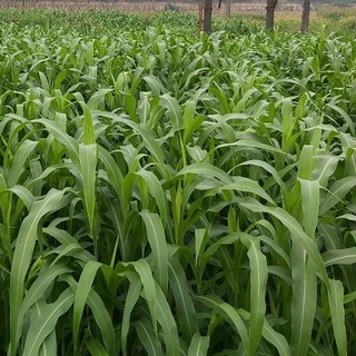 Hạt giống cỏ cao lương Sudan Super BMR 100g - cỏ chứa dinh dưỡng cao