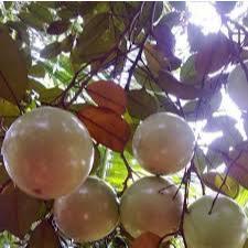 Cây giống vú sữa lò rèn trái to- Cây ghép ổn định, nhanh trái- Hoa kiểng THfarm- Cây chuẩn giống