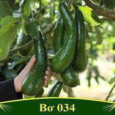Cây giống bơ 034 trái dài, cơm dẽo- Cây ghép ổn định, nhanh trái- Hoa kiểng THfarm- Cây chuẩn giống
