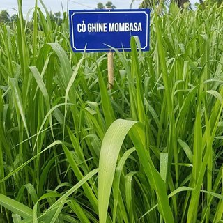 Hạt Cỏ Chăn Nuôi Mombasa Ghine - Cỏ Sả Lá Lớn 300g, Giá Trị Dinh Dưỡng Cao