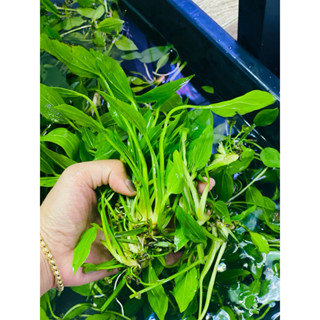  10 nhánh lan nước thuỷ sinh KHÔNG ĐẾ  - cây thủy sinh trang trí bể thuỷ sinh 