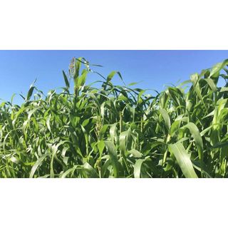 Hạt Cỏ Ngô Cao Lương SUDAN LAI 100g - Cỏ siêu dinh dưỡng lá mềm không lông, NĂNG SUẤT CAO, SINH TRƯỞNG TỐT
