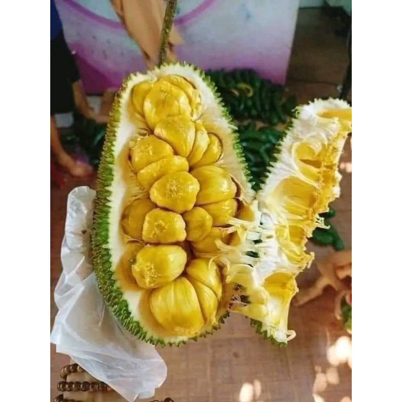 cây giống mít tố nữ vị sầu riêng thơm đặc trưng cam đoan chuẩn giống mới