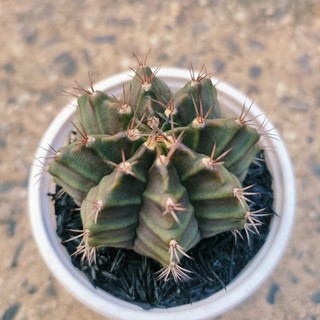 10 Cây xương rồng gym size 4-5cm
