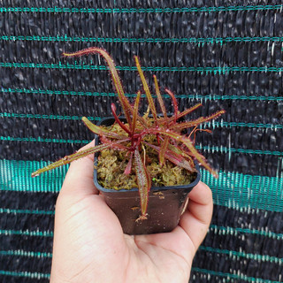 Cây bắt mồi, cây gọng vó (sundew), cây bẫy keo Drosera adelae