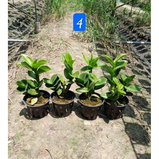 Denro Thongchai green 3 lip (3 xanh 3 tím)