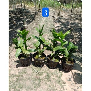 Denro Thongchai green 3 lip (3 xanh 3 tím)