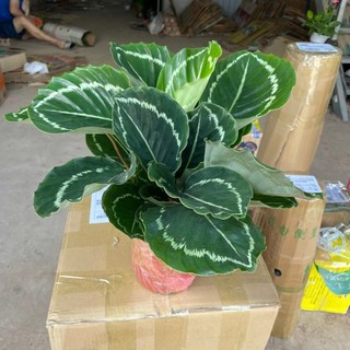 Cây Đuôi Công Xanh cao 20-25cm, cây phong thuỷ để bàn có sức sống bền đẹp, trồng để bàn, trang trí nhà cửa và decor cafe
