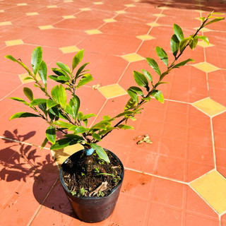 Cây mai Tiên Vua - hàng sưu tầm, bonsai gốc ghép đẹp