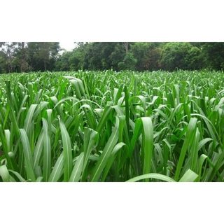 Hạt giống cỏ chăn nuôi cỏ mombasa ghine - cỏ sả lá lớn siêu chất lượng 100g