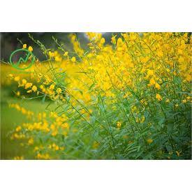 HẠT CỎ LỤC LẠC SỢI gói 1kg -CỎ CHĂN NUÔI DINH DƯỠNG CAO