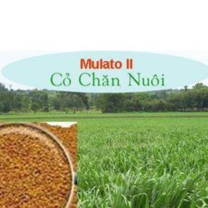 Hạt giống cỏ chăn nuôi mulato ii - 500g