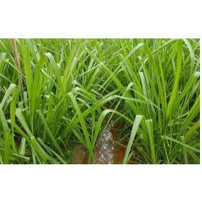 Hạt Cỏ Chăn Nuôi Chịu Ngập Upon Paspalum 200gam, CỎ CHỊU NGẬP