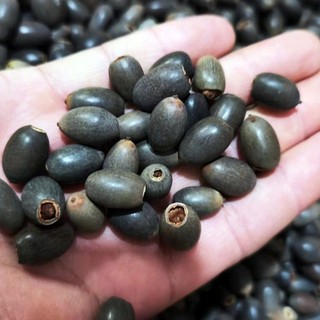 Hạt giống hoa Sen mini Nhật đã cắt đầu