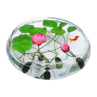 Hạt giống hoa Sen mini Nhật | Phụ kiện thủy sinh