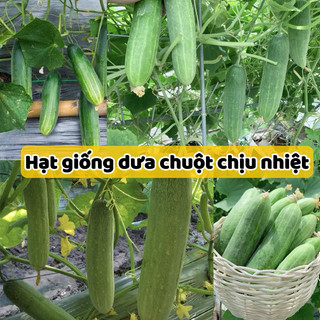 Hạt giống dưa chuột chịu nhiệt - trái nhỏ, ăn giòn, ngọt.
