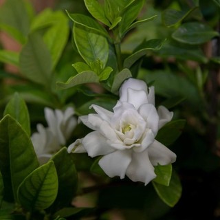 Cây 🌲 Hoa Lài Tiểu Thơ.... thơm ngọt