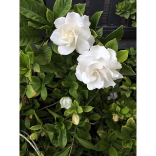 Cây 🌲 Hoa Lài Tiểu Thơ.... thơm ngọt