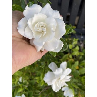 Cây 🌲 Hoa Lài Tiểu Thơ.... thơm ngọt
