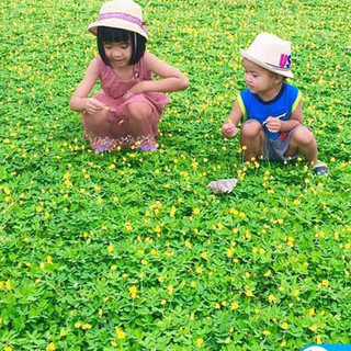 Hạt Cỏ Lạc Dại 100 Hạt - Hạt Giống Cỏ Thảm Cảnh - Cỏ Sân Vườn