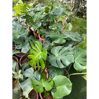 Combo 20 Cây Monstera deliciosa