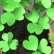 HẠT CỎ BA LÁ ( CỎ THẢM MAY MẮN ) GÓI 10GRAM