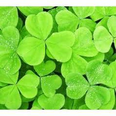 HẠT CỎ BA LÁ ( CỎ THẢM MAY MẮN ) GÓI 10GRAM