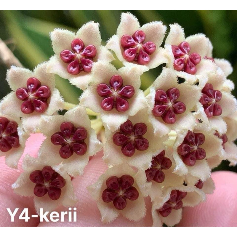 Cây giống cẩm cù lá tim