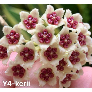 Cây giống cẩm cù lá tim