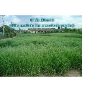 Hạt giống cỏ Ruzi - Cỏ chịu dẫm đạp (gói 100g) - Cỏ Chăn Nuôi