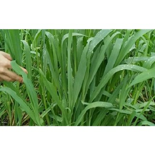 Hạt giống cỏ yến mạch - cỏ chịu lạnh chất lượng cao, giống chuẩn 1kg