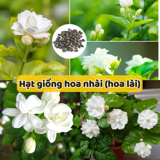 Hạt giống hoa nhài - hoa lài trắng - màu trắng và hương thơm mát dịu, ngọt ngào