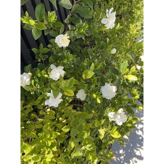 Cây 🌲 Hoa Lài Tiểu Thơ.... thơm ngọt