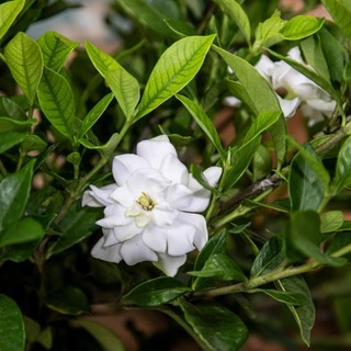 Cây 🌲 Hoa Lài Tiểu Thơ.... thơm ngọt