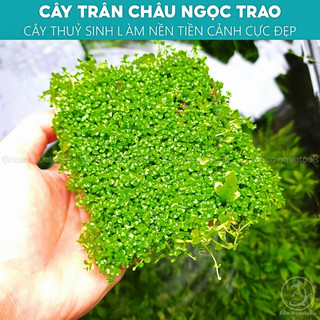 Cây Trân Châu Ngọc Trai - Cây thuỷ sinh tiền cảnh