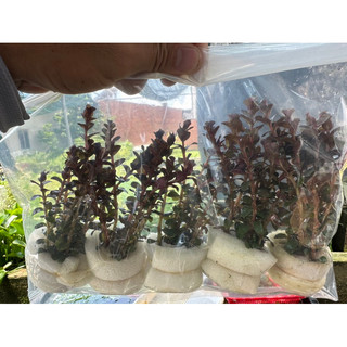 15 CÂY VẢY ỐC SIÊU ĐỎ ROTALA COLORATA ( lá cạn)