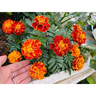 Hạt giống cúc vạn thọ pháp (vạn thọ tứ quý) 100 h