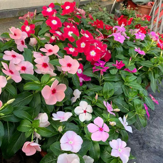 Gói 50 hạt giống hoa dừa cạn đứng mix màu