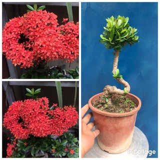 Cây hoa mẫu đơn bonsai mini