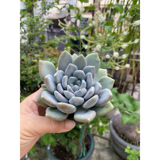 Sen đá size bầu