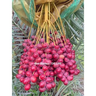 Cây giống chà là red barhee ( chà là đỏ )