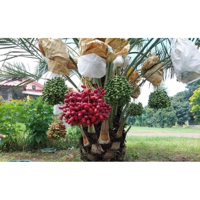 Cây giống chà là red barhee ( chà là đỏ )