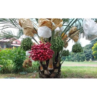 Cây giống chà là red barhee