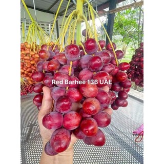 Cây giống chà là red barhee ( chà là đỏ )