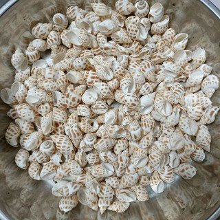 Vỏ ốc hương 100g
