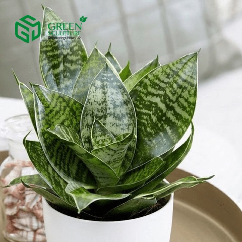 Cây Lưỡi hổ thái mèo để bàn